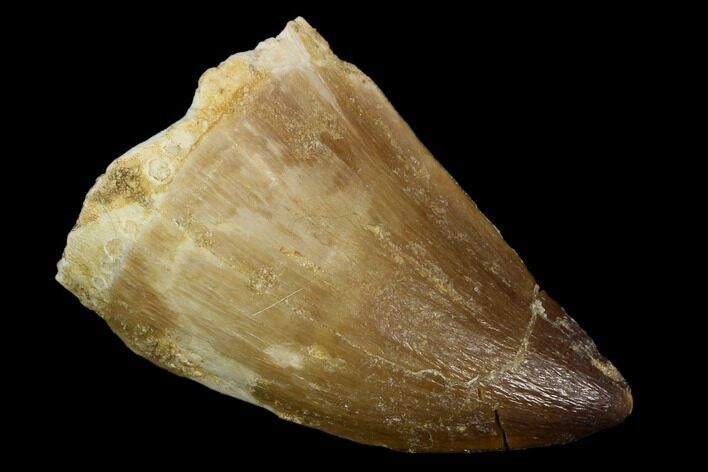 Mosasaur (Prognathodon) Tooth - Morocco #118884